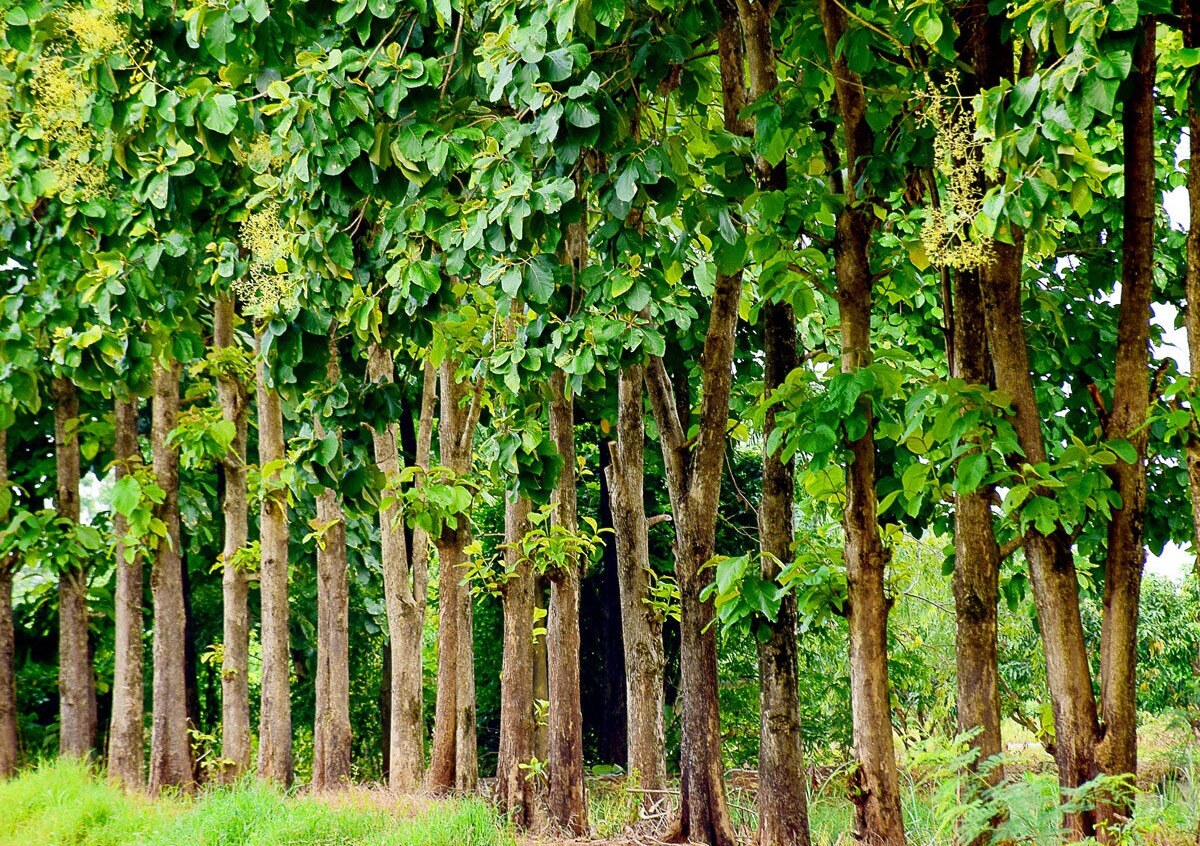 Teak-forest